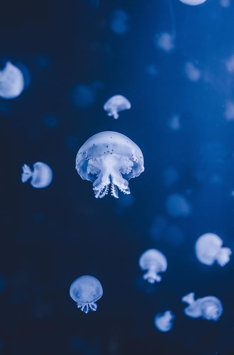 Underwater Realms
